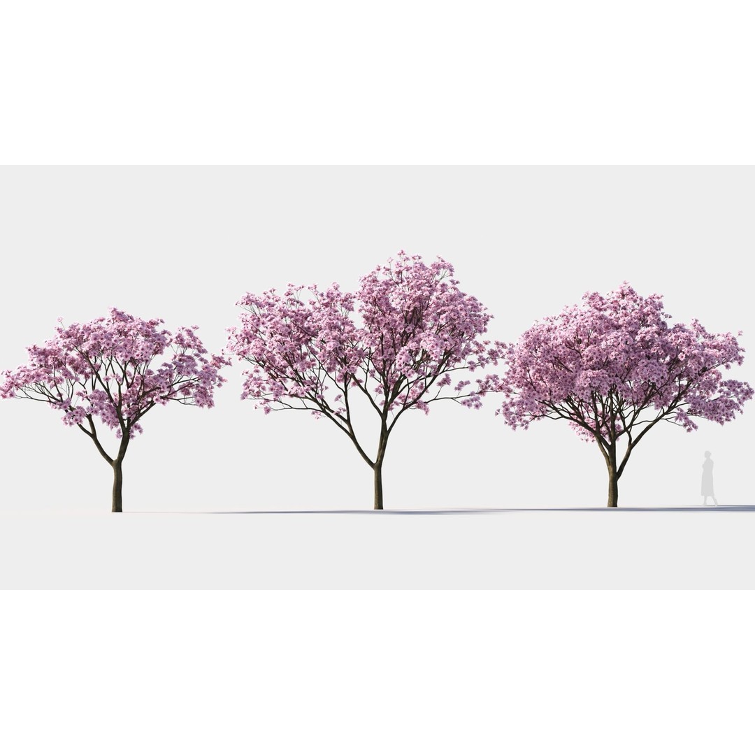Yulania Denudata 3D Model – PBR Plant Asset, FBX, OBJ, SketchUp - View 6