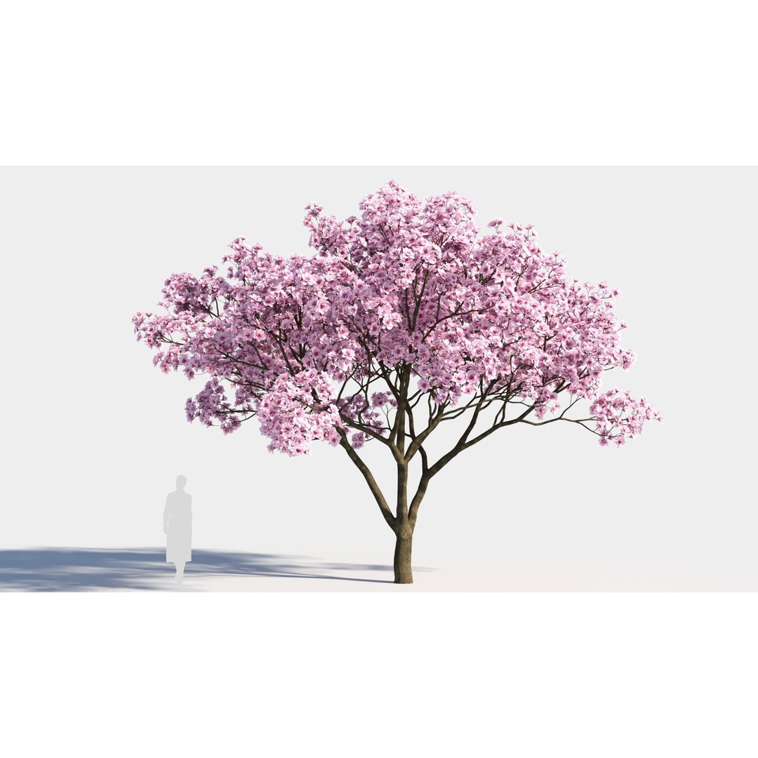 Yulania Denudata 3D Model – PBR Plant Asset, FBX, OBJ, SketchUp - View 7