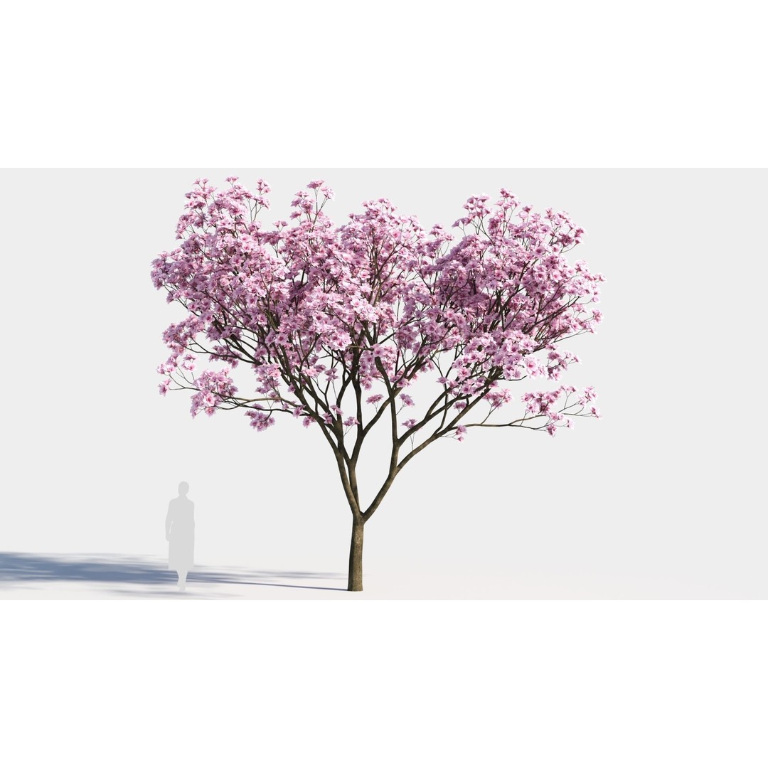 Yulania Denudata 3D Model – PBR Plant Asset, FBX, OBJ, SketchUp - View 8