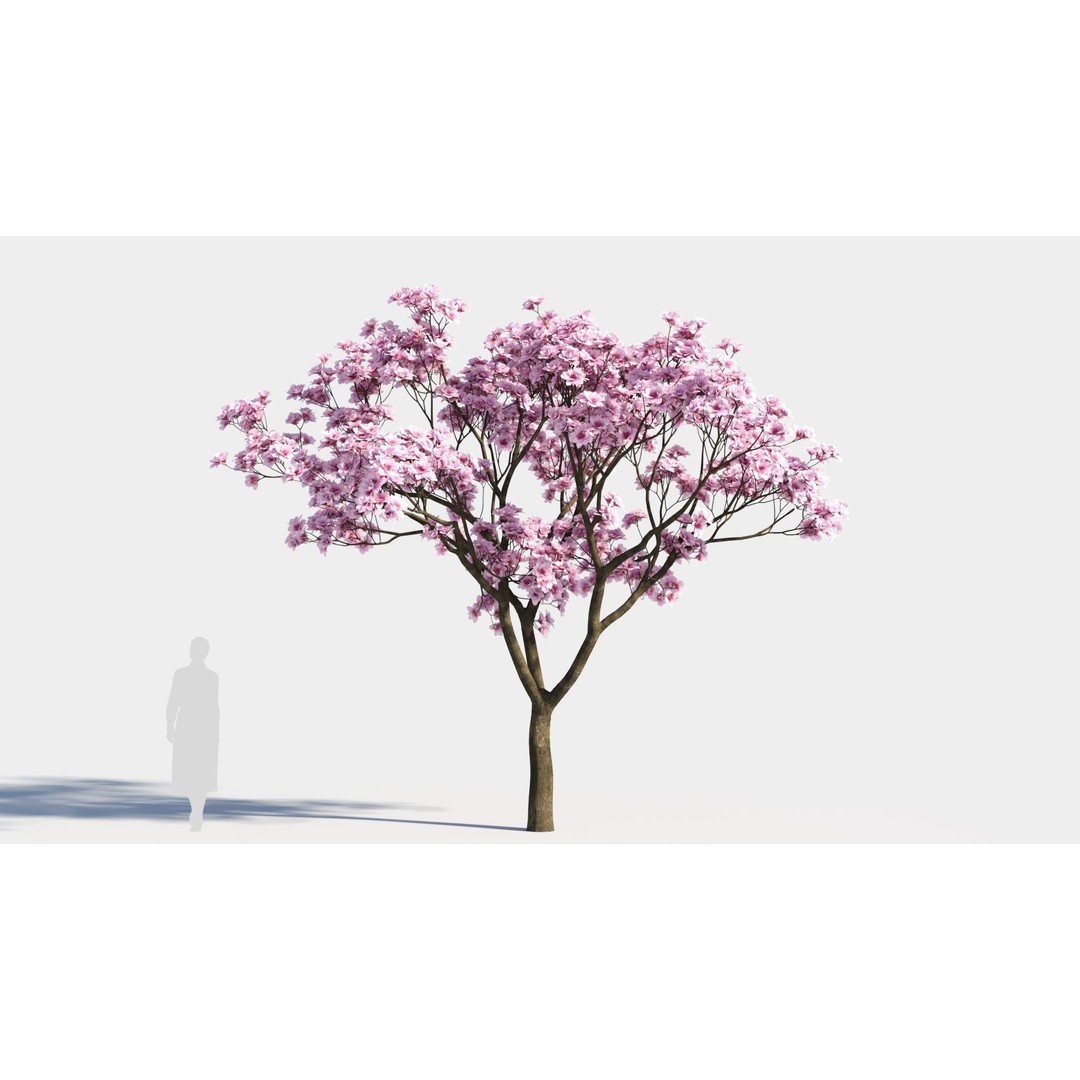 Yulania Denudata 3D Model – PBR Plant Asset, FBX, OBJ, SketchUp - View 9