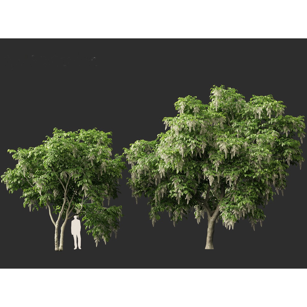 Cladrastis kentukea 3D Model – Realistic PBR Plant Asset, FBX
