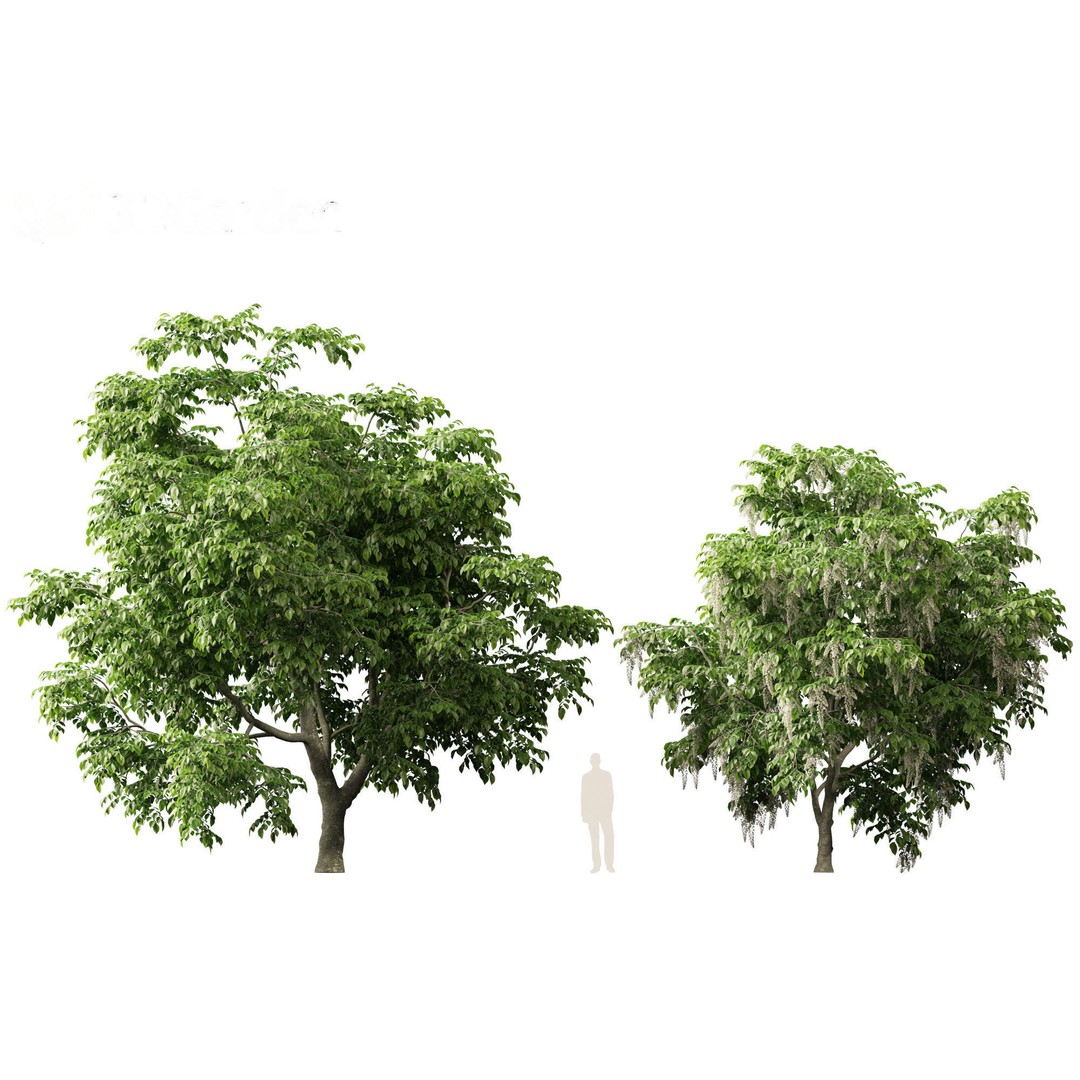 Cladrastis kentukea 3D Model – Realistic PBR Plant Asset, FBX - View 10