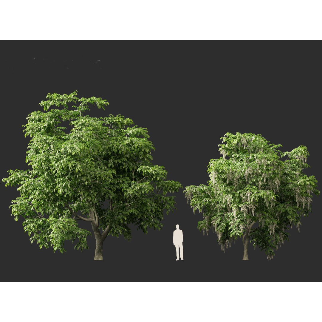 Cladrastis kentukea 3D Model – Realistic PBR Plant Asset, FBX - View 11