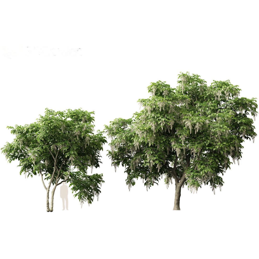 Cladrastis kentukea 3D Model – Realistic PBR Plant Asset, FBX - View 12