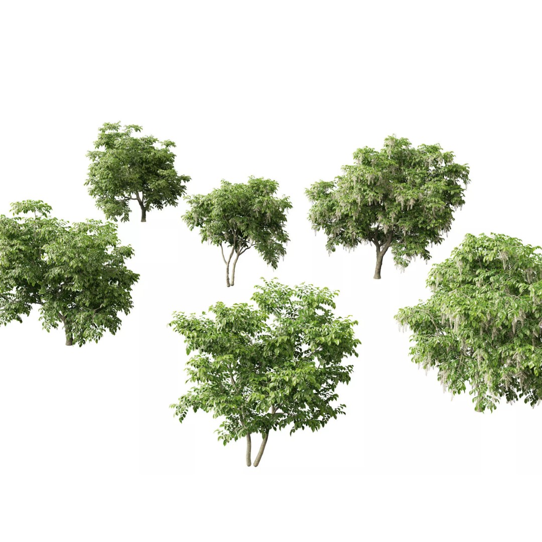 Cladrastis kentukea 3D Model – Realistic PBR Plant Asset, FBX - View 2