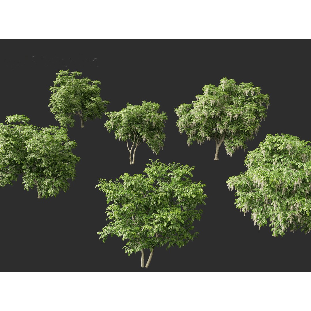 Cladrastis kentukea 3D Model – Realistic PBR Plant Asset, FBX - View 4