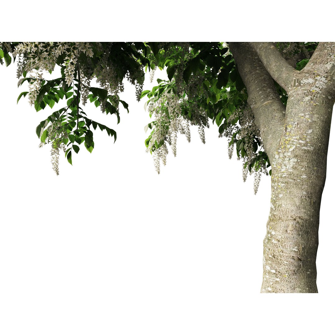 Cladrastis kentukea 3D Model – Realistic PBR Plant Asset, FBX - View 5