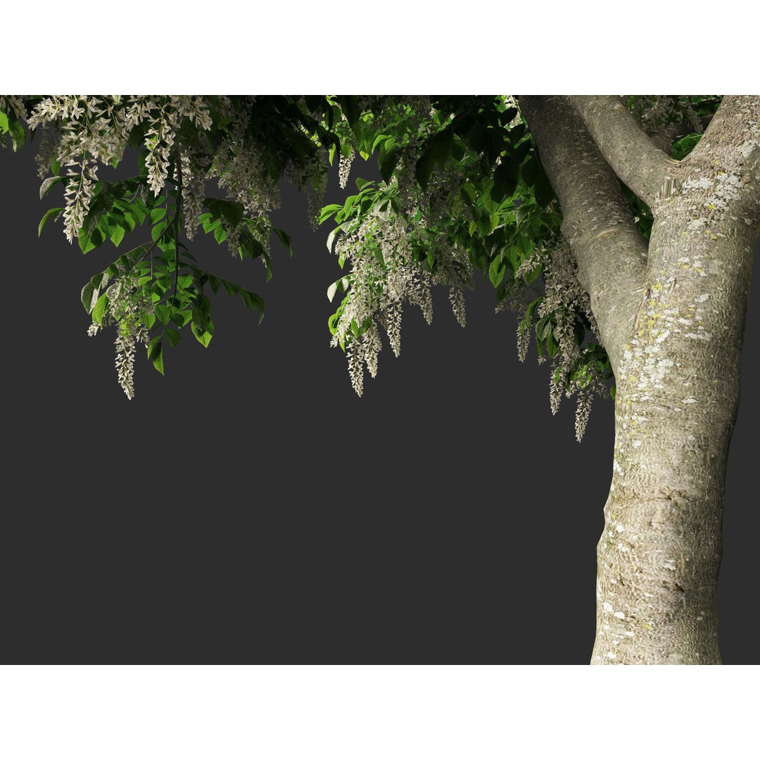 Cladrastis kentukea 3D Model – Realistic PBR Plant Asset, FBX - View 6