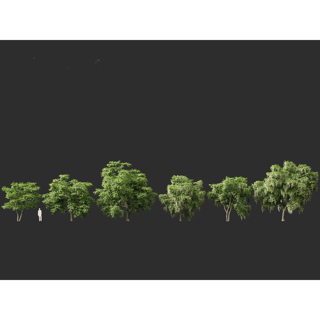 Cladrastis kentukea 3D Model – Realistic PBR Plant Asset, FBX - View 7