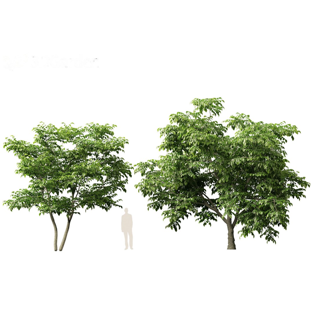 Cladrastis kentukea 3D Model – Realistic PBR Plant Asset, FBX - View 8
