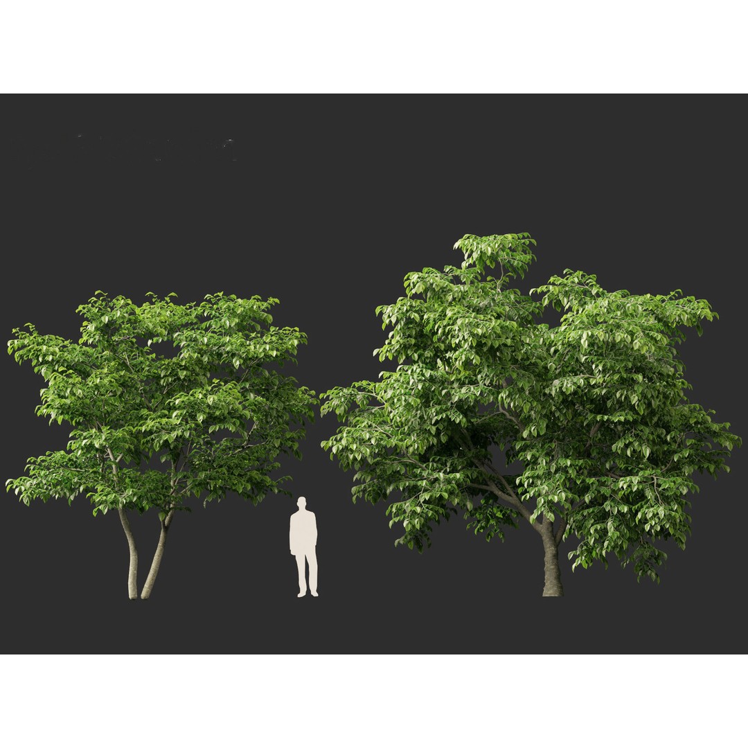 Cladrastis kentukea 3D Model – Realistic PBR Plant Asset, FBX - View 9