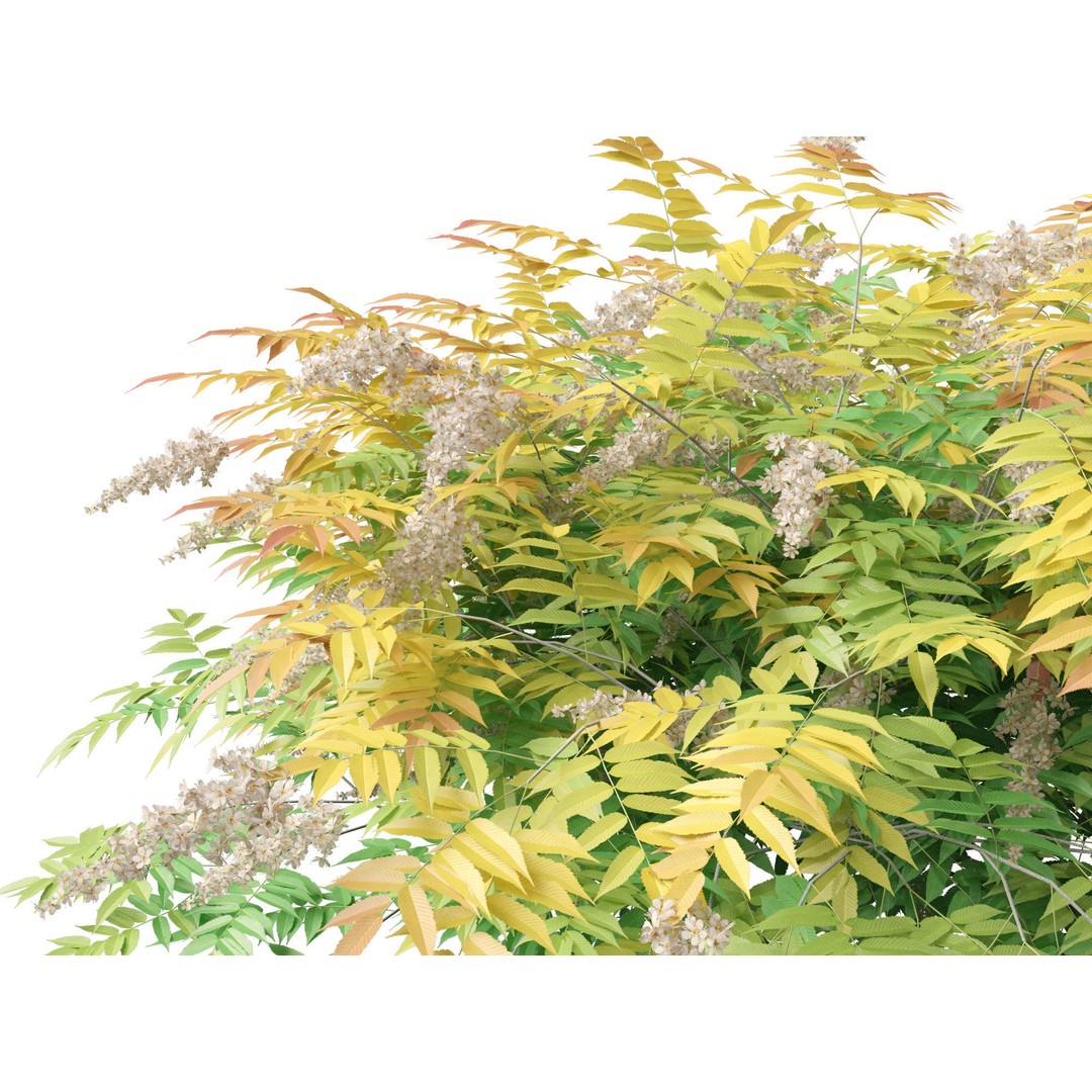Sorbaria Sorbifolia 3D Model – Detailed Plant Asset, FBX, PBR