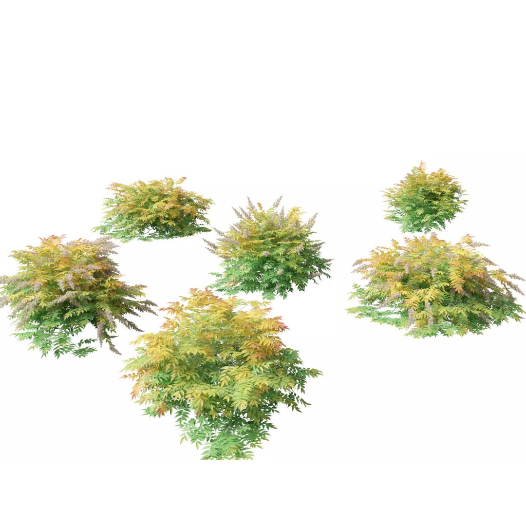 Sorbaria Sorbifolia 3D Model – Detailed Plant Asset, FBX, PBR - View 2