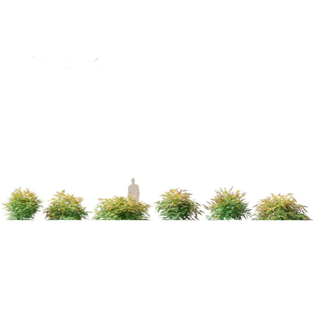 Sorbaria Sorbifolia 3D Model – Detailed Plant Asset, FBX, PBR - View 3
