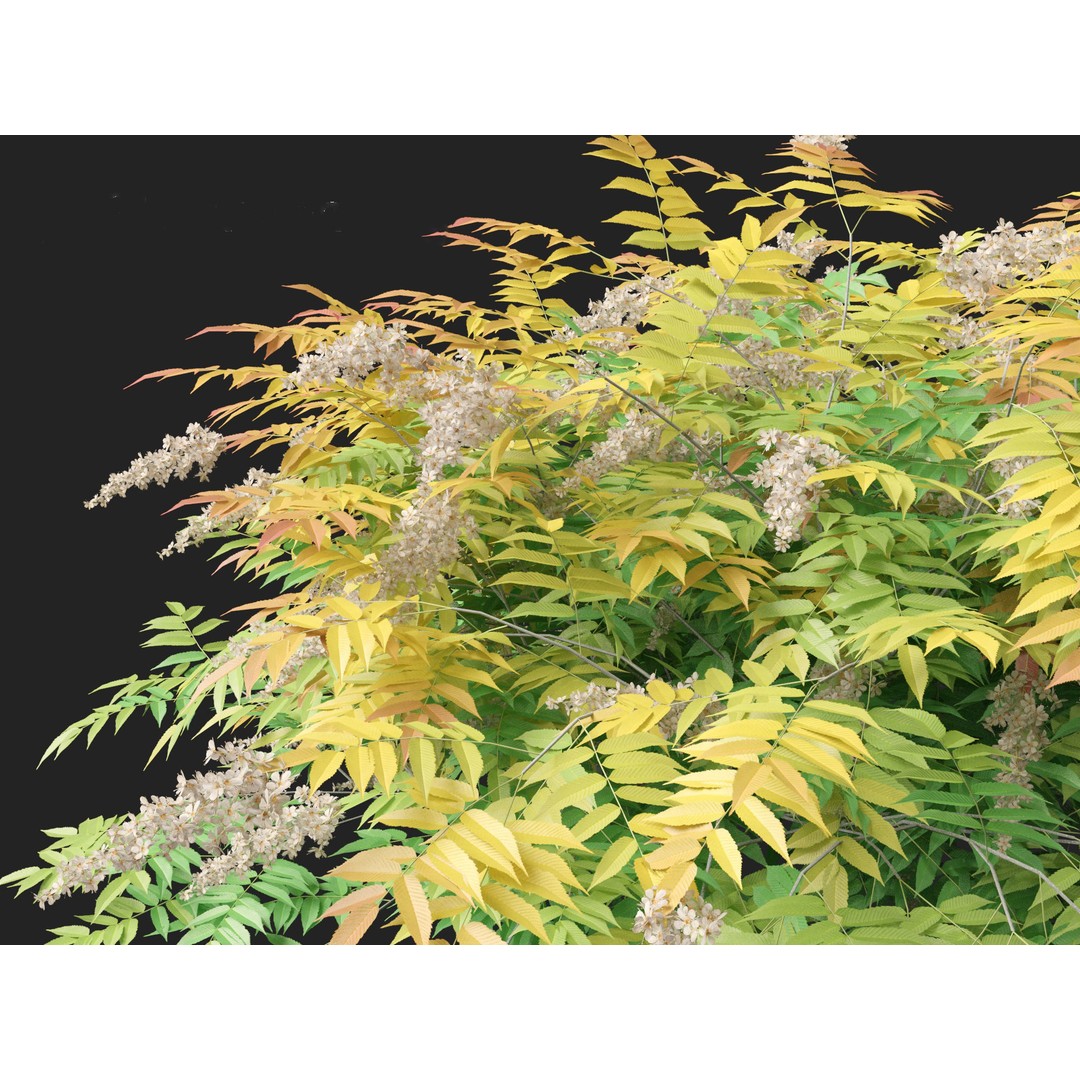 Sorbaria Sorbifolia 3D Model – Detailed Plant Asset, FBX, PBR - View 4