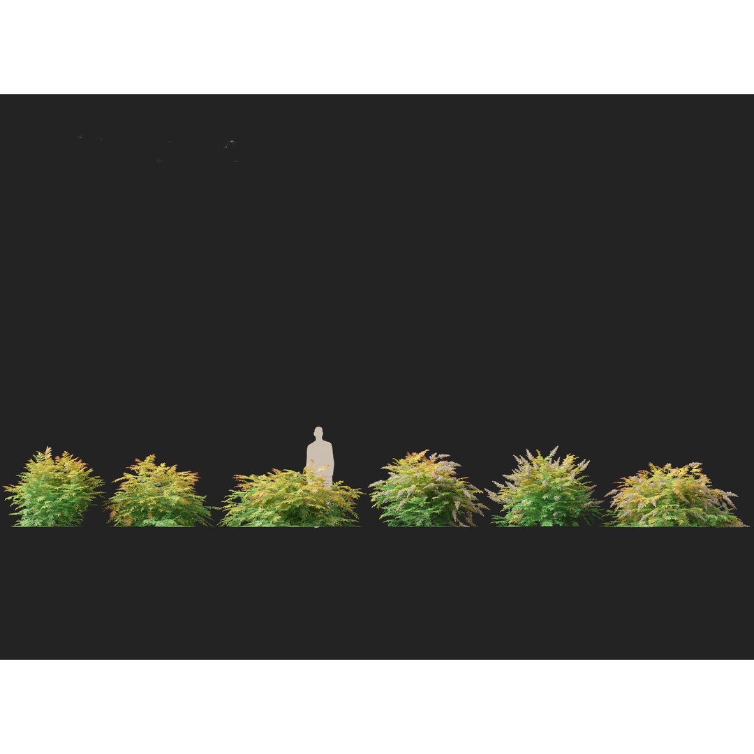 Sorbaria Sorbifolia 3D Model – Detailed Plant Asset, FBX, PBR - View 5
