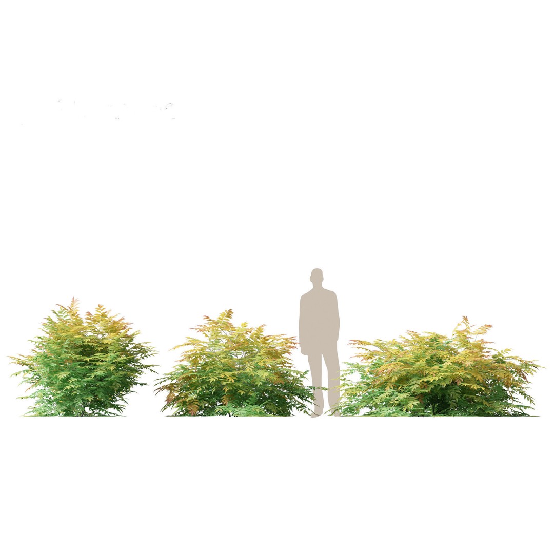Sorbaria Sorbifolia 3D Model – Detailed Plant Asset, FBX, PBR - View 6