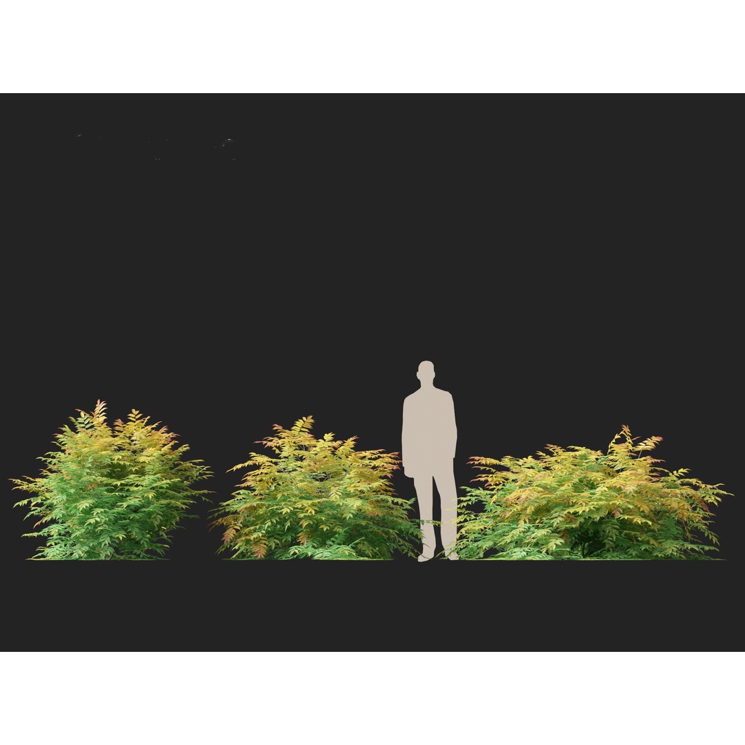 Sorbaria Sorbifolia 3D Model – Detailed Plant Asset, FBX, PBR - View 7