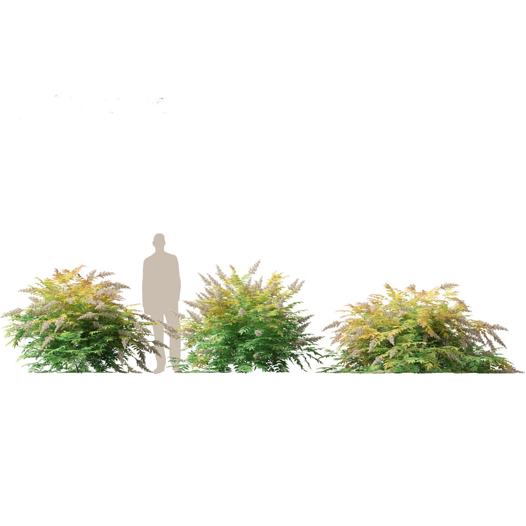 Sorbaria Sorbifolia 3D Model – Detailed Plant Asset, FBX, PBR - View 8