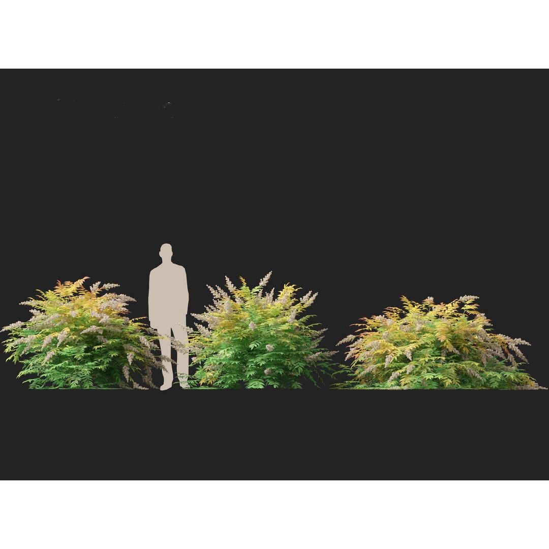 Sorbaria Sorbifolia 3D Model – Detailed Plant Asset, FBX, PBR - View 9
