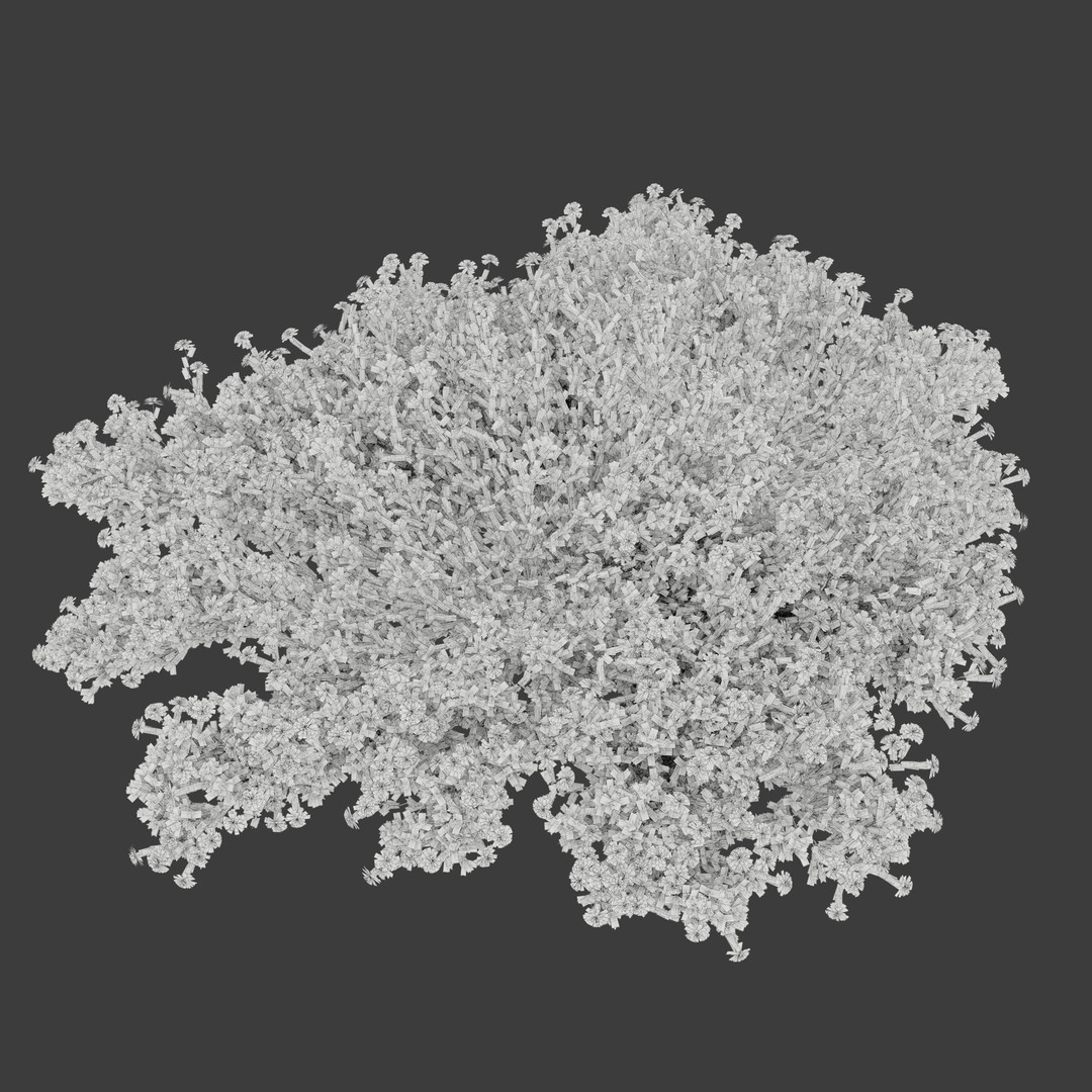 Santolina Chamaecyparissus 3D Model – High Poly PBR Bush, FBX, OBJ