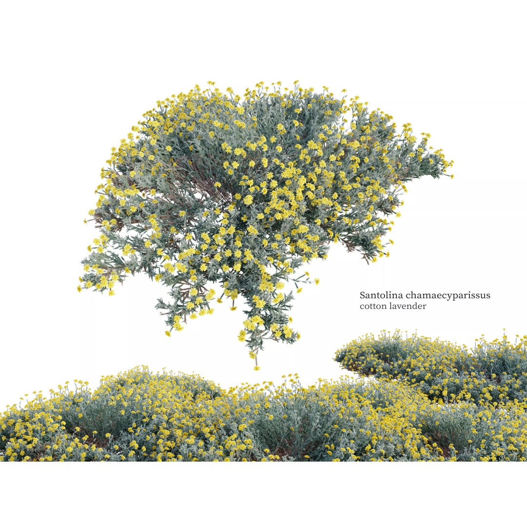 Santolina Chamaecyparissus 3D Model – High Poly PBR Bush, FBX, OBJ - View 2
