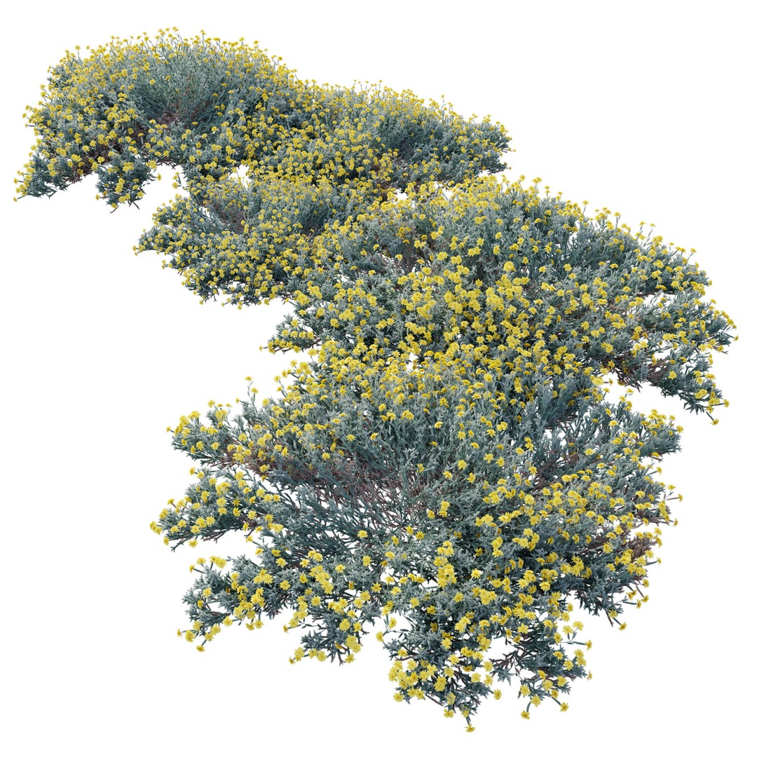 Santolina Chamaecyparissus 3D Model – High Poly PBR Bush, FBX, OBJ - View 3