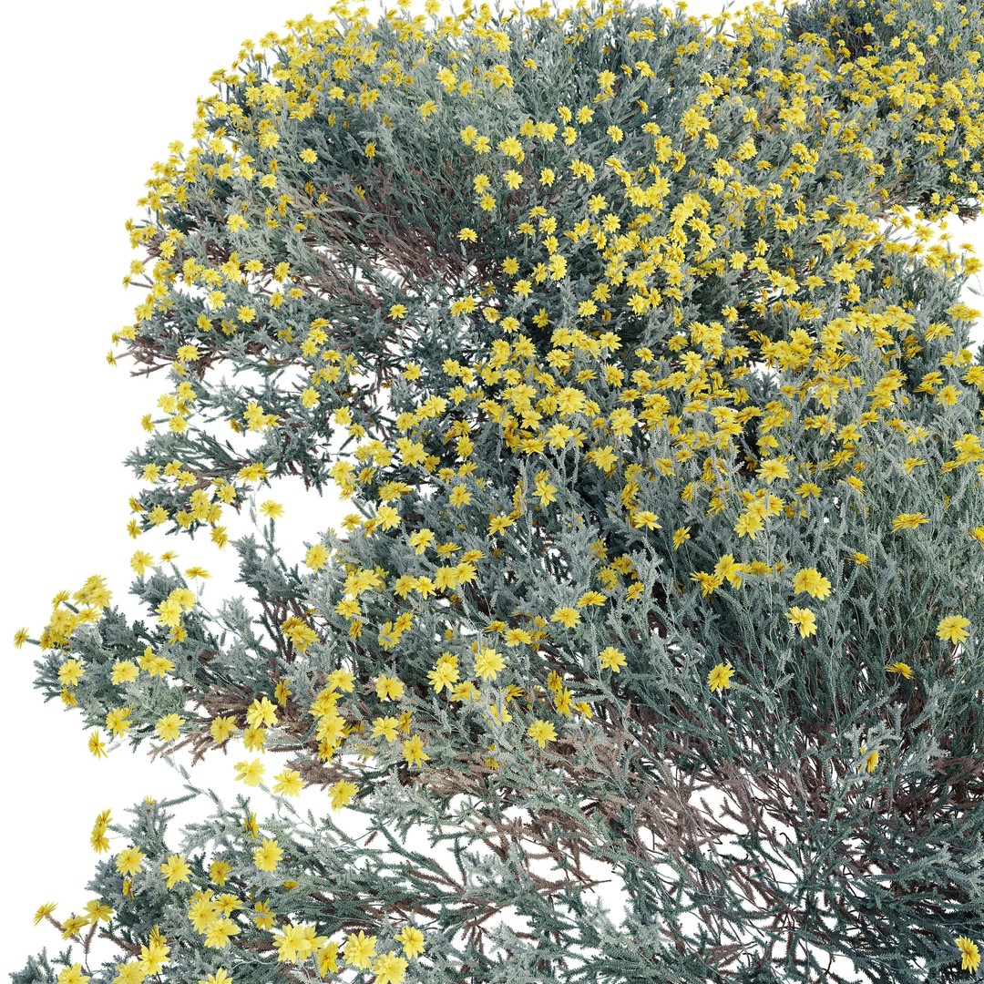 Santolina Chamaecyparissus 3D Model – High Poly PBR Bush, FBX, OBJ - View 4