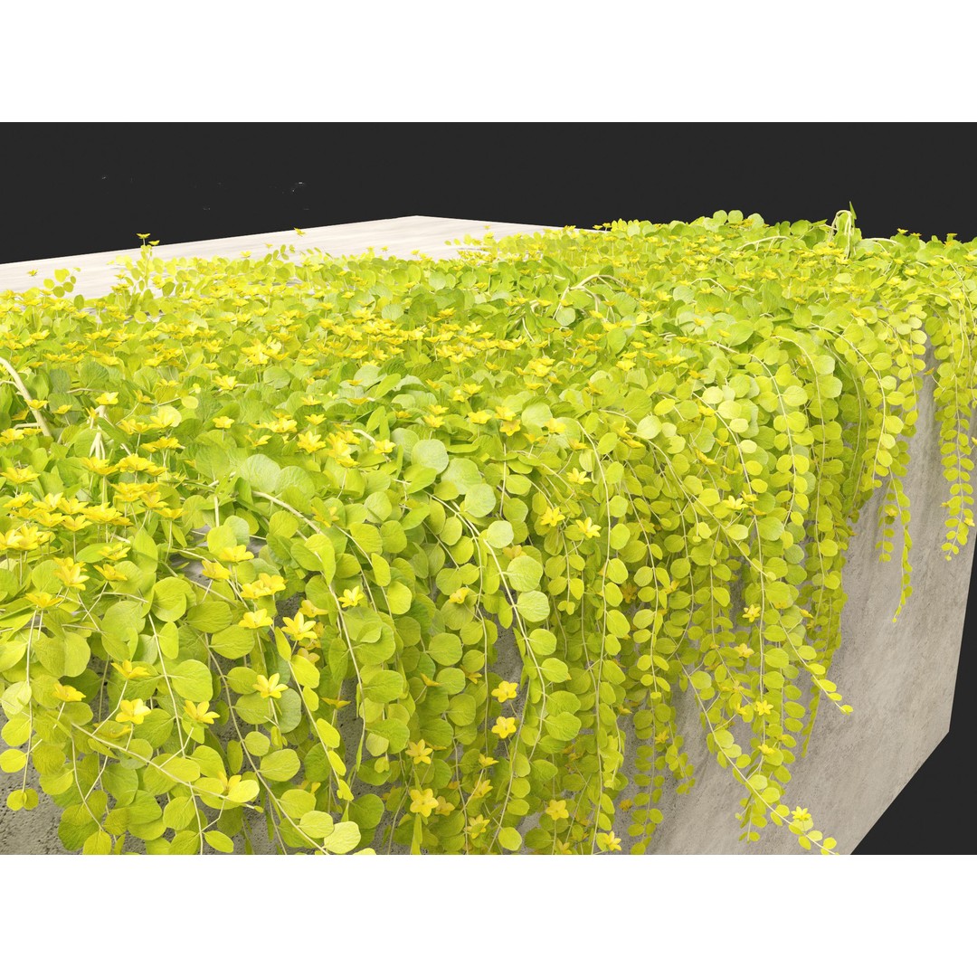 Lysimachia nummularia 3D Model – Realistic PBR Plant Asset, FBX