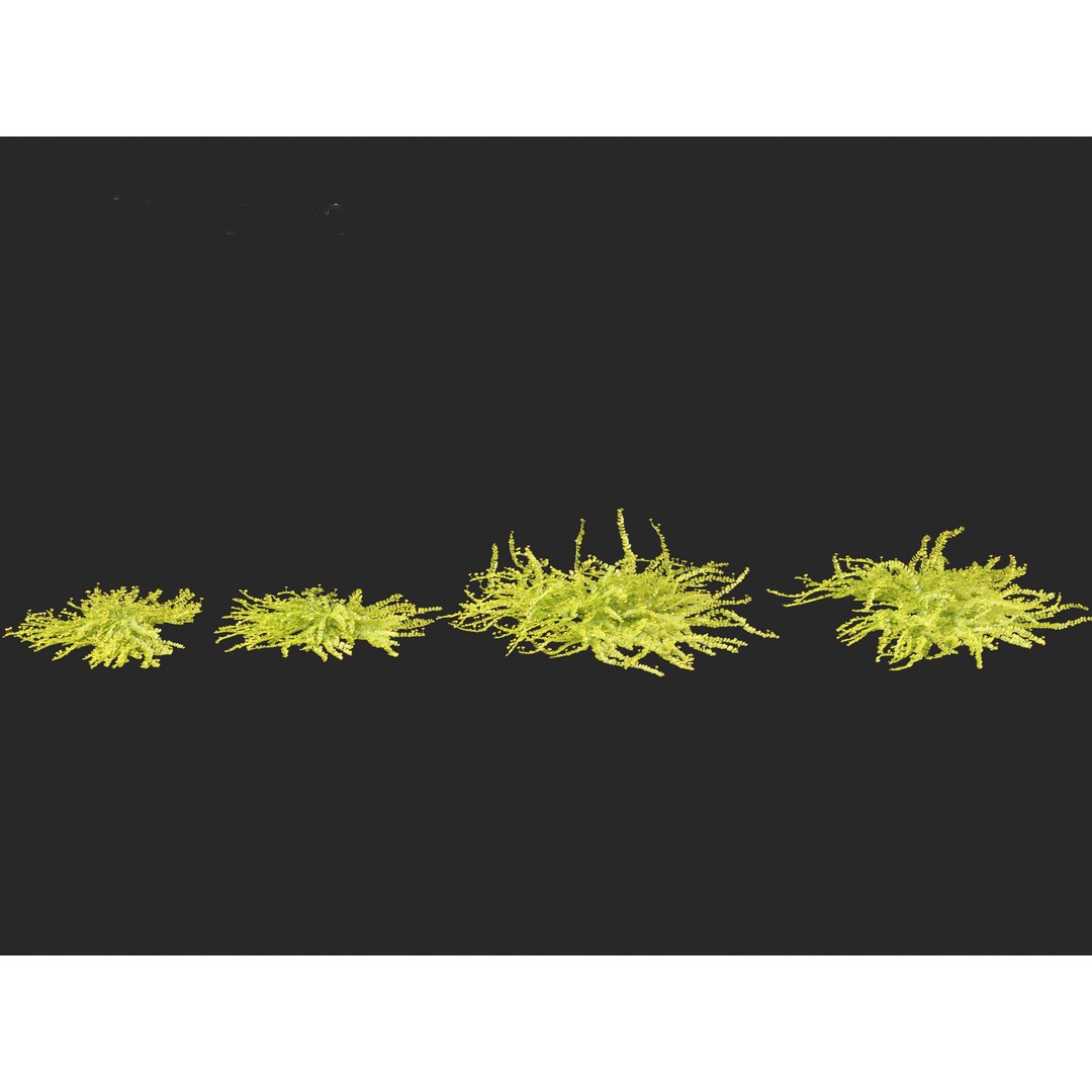 Lysimachia nummularia 3D Model – Realistic PBR Plant Asset, FBX - View 11