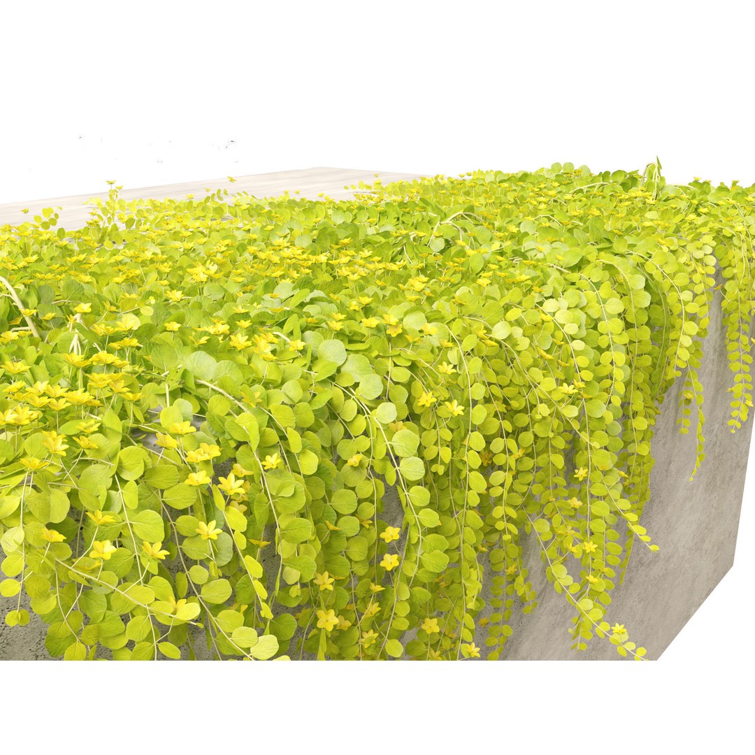 Lysimachia nummularia 3D Model – Realistic PBR Plant Asset, FBX - View 12
