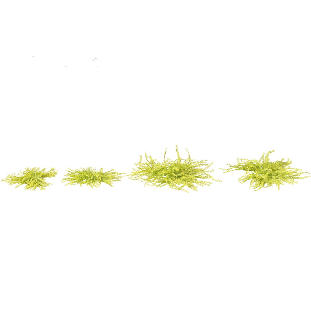 Lysimachia nummularia 3D Model – Realistic PBR Plant Asset, FBX - View 8