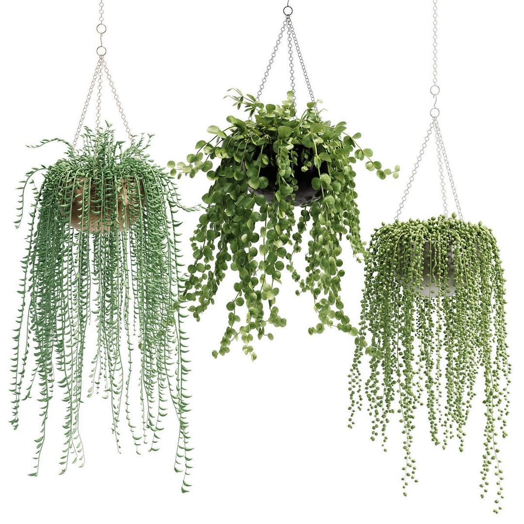 Hanging Plants 3D Model – Indoor & Outdoor Planters, FBX & OBJ - View 3