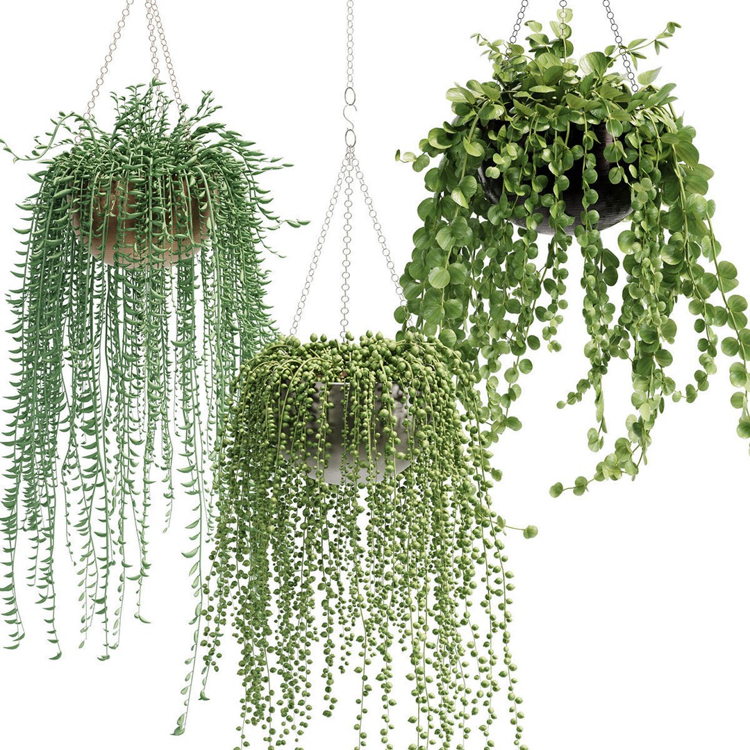 Hanging Plants 3D Model – Indoor & Outdoor Planters, FBX & OBJ - View 4