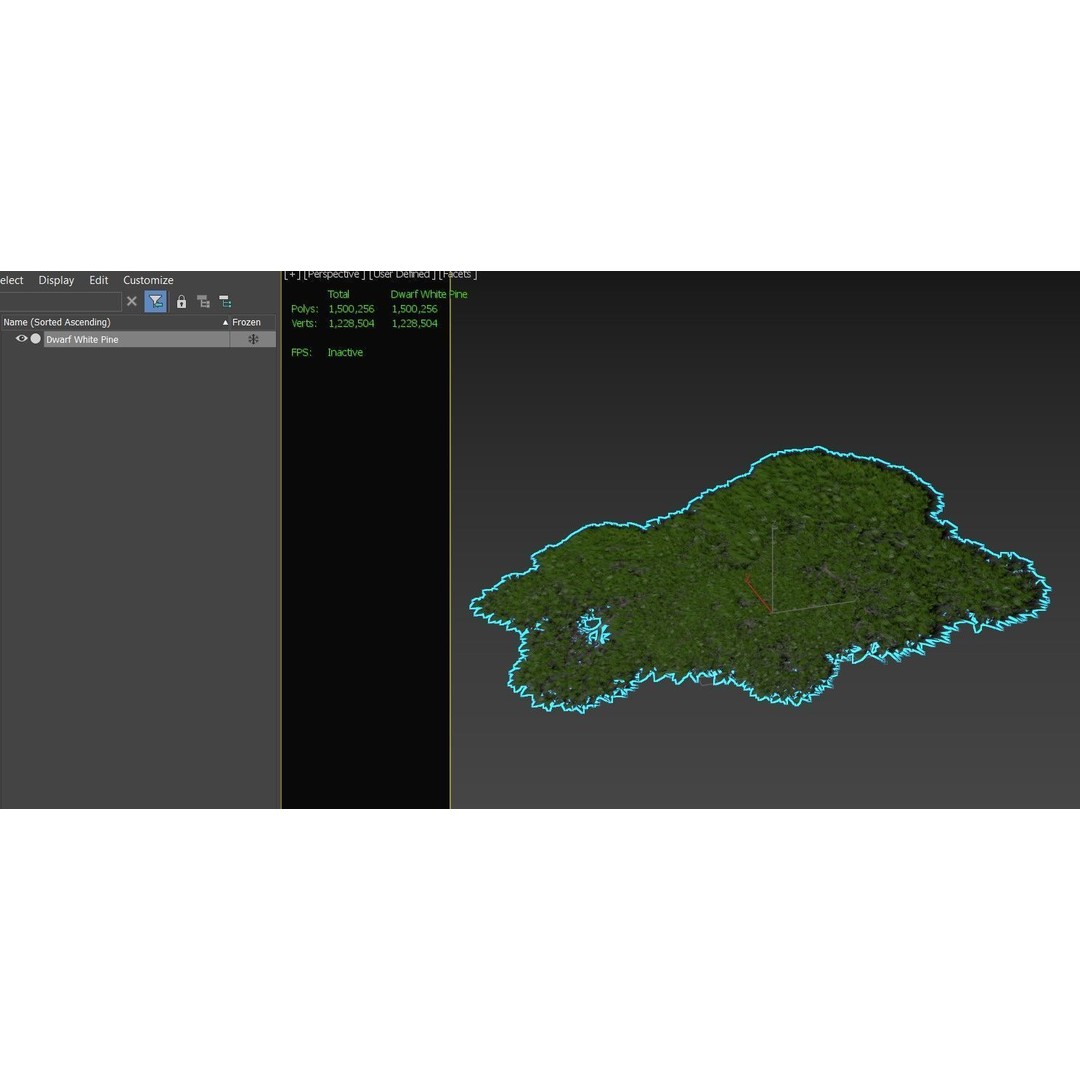 Dwarf White Pine 3D Model – Low Poly Conifer Asset, FBX, OBJ