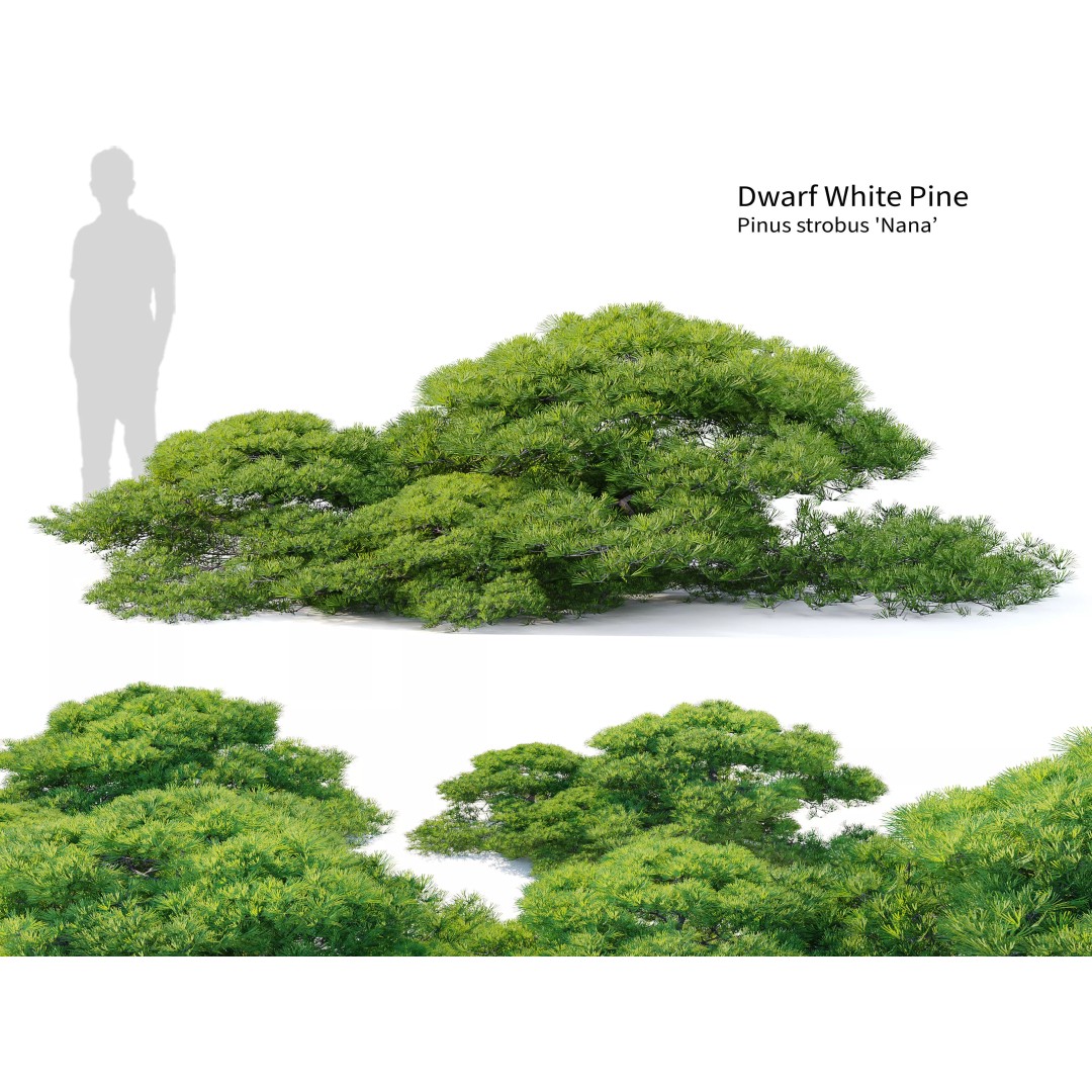 Dwarf White Pine 3D Model – Low Poly Conifer Asset, FBX, OBJ - View 2