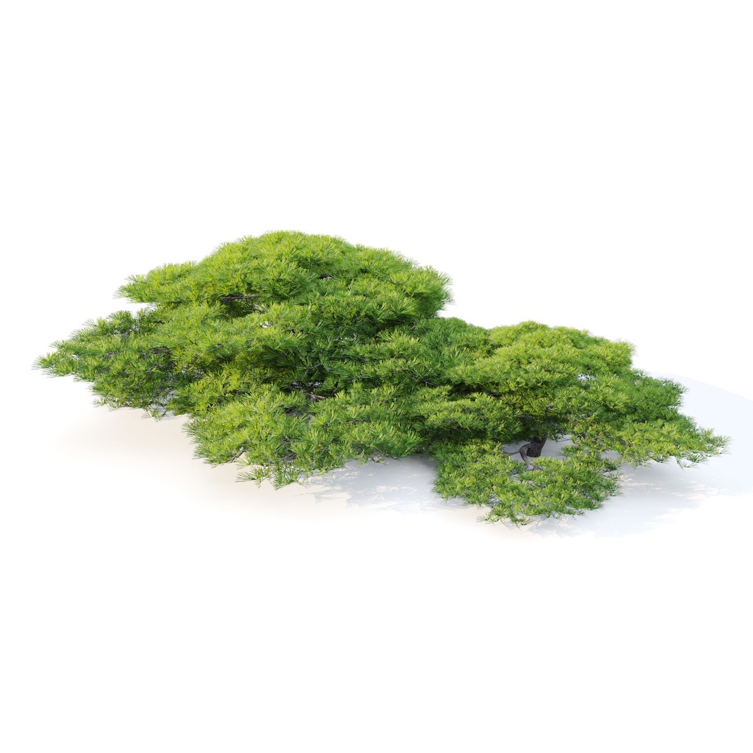 Dwarf White Pine 3D Model – Low Poly Conifer Asset, FBX, OBJ - View 3