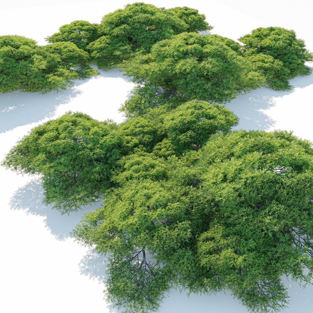 Dwarf White Pine 3D Model – Low Poly Conifer Asset, FBX, OBJ - View 4