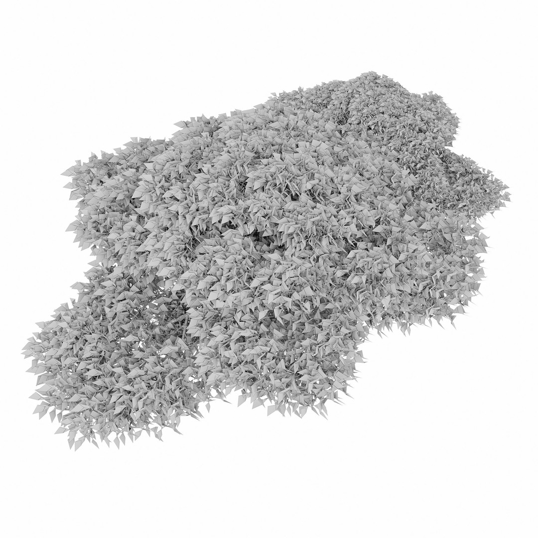 Dwarf White Pine 3D Model – Low Poly Conifer Asset, FBX, OBJ - View 5