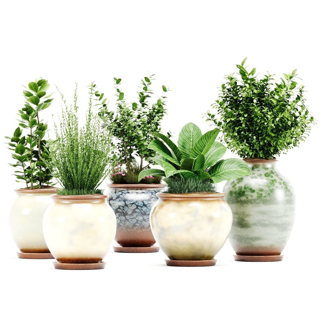 Decorative Indoor Plant Set 04 3D Model – High Poly PBR Textured, OBJ - View 12