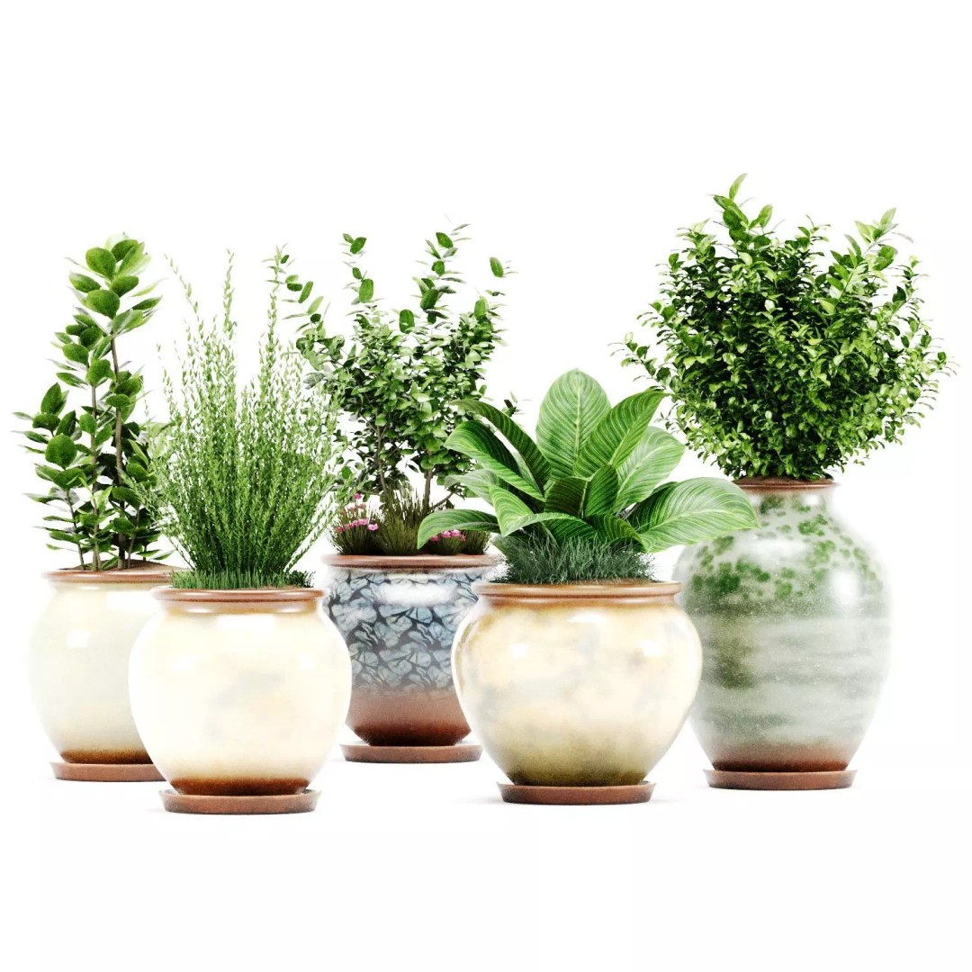 Decorative Indoor Plant Set 04 3D Model – High Poly PBR Textured, OBJ - View 2