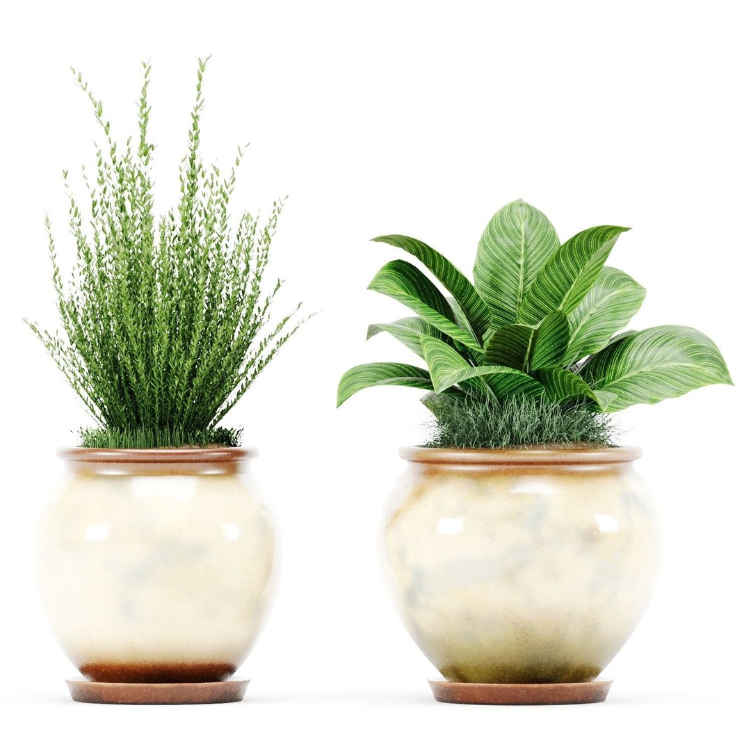 Decorative Indoor Plant Set 04 3D Model – High Poly PBR Textured, OBJ - View 4