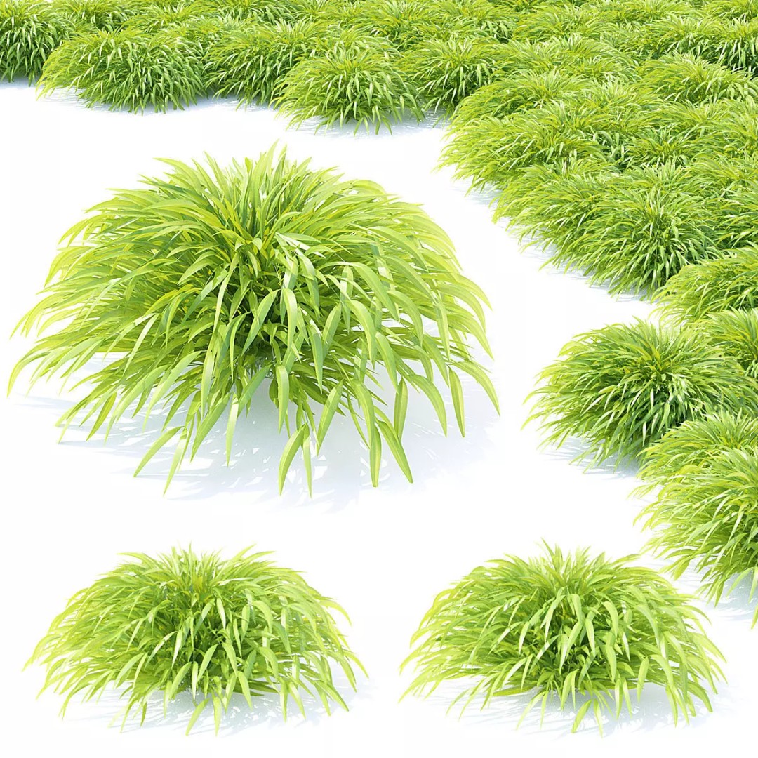 Hakonechloa Macra Grass 3D Model – High Poly PBR Asset, FBX/OBJ - View 2