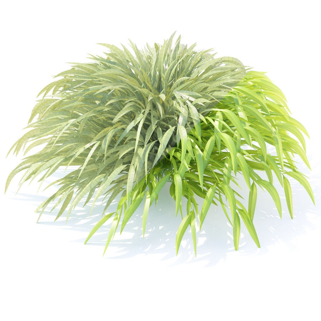 Hakonechloa Macra Grass 3D Model – High Poly PBR Asset, FBX/OBJ - View 3