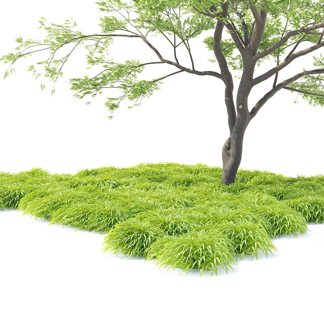 Hakonechloa Macra Grass 3D Model – High Poly PBR Asset, FBX/OBJ - View 4