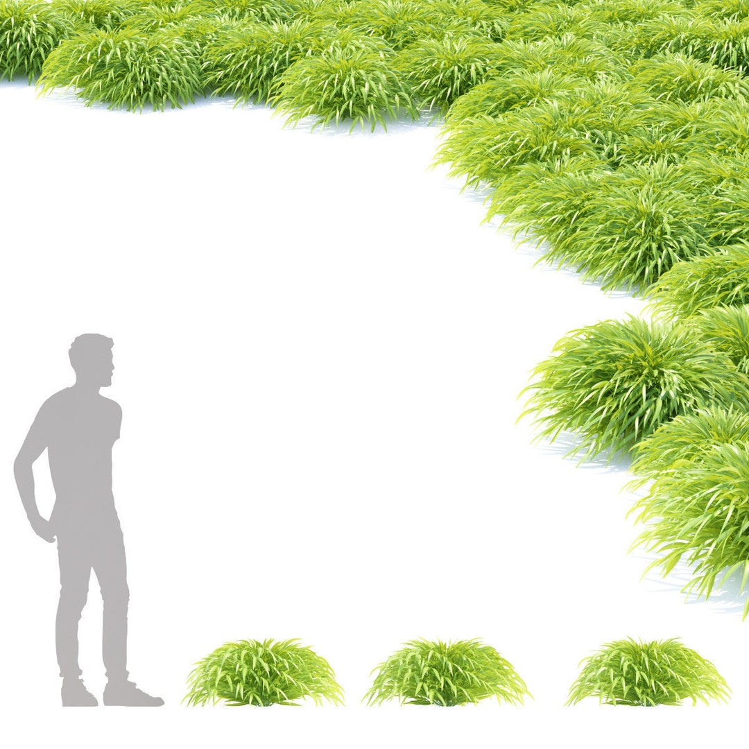 Hakonechloa Macra Grass 3D Model – High Poly PBR Asset, FBX/OBJ - View 5