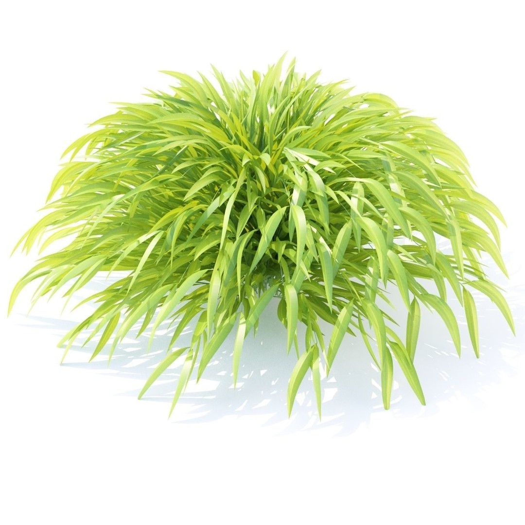 Hakonechloa Macra Grass 3D Model – High Poly PBR Asset, FBX/OBJ - View 6