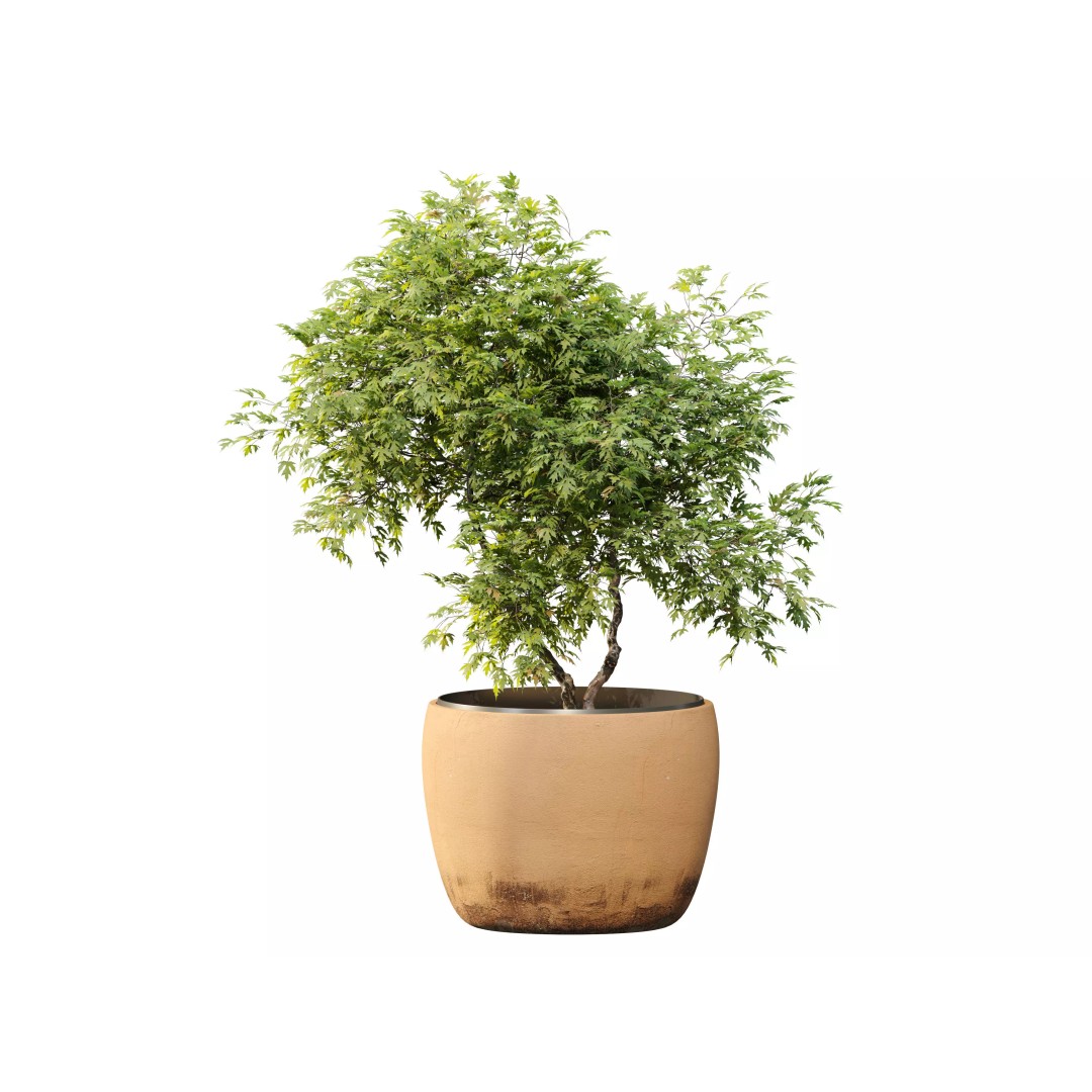 Maple Planter 3D Model – High Poly Pot Plant with Textures - View 2