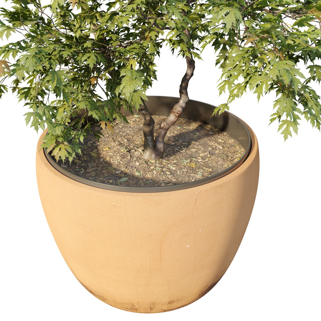Maple Planter 3D Model – High Poly Pot Plant with Textures - View 3