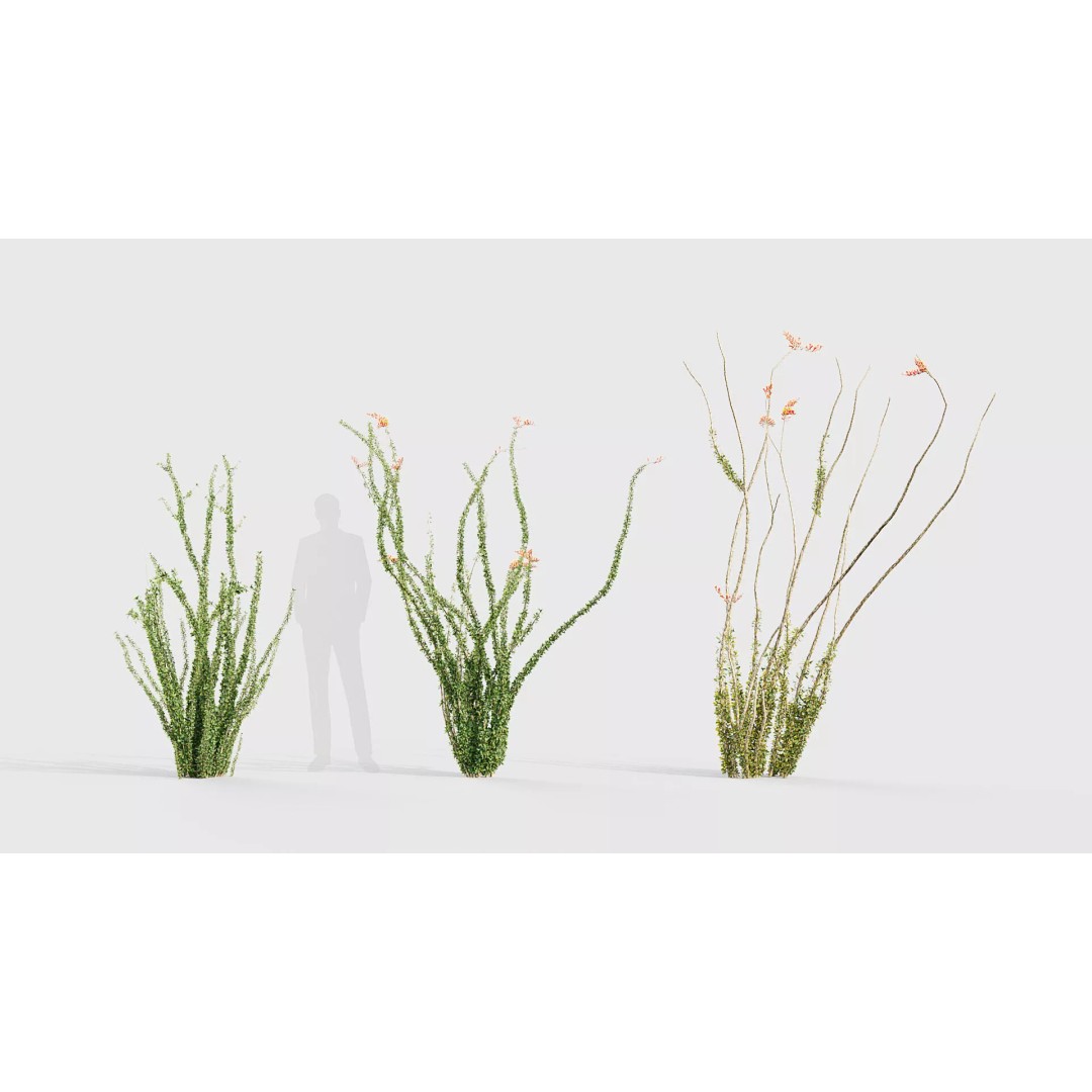 Tropical Desert Plant Collection 3D Model – PBR Game-Ready Assets, FBX - View 29